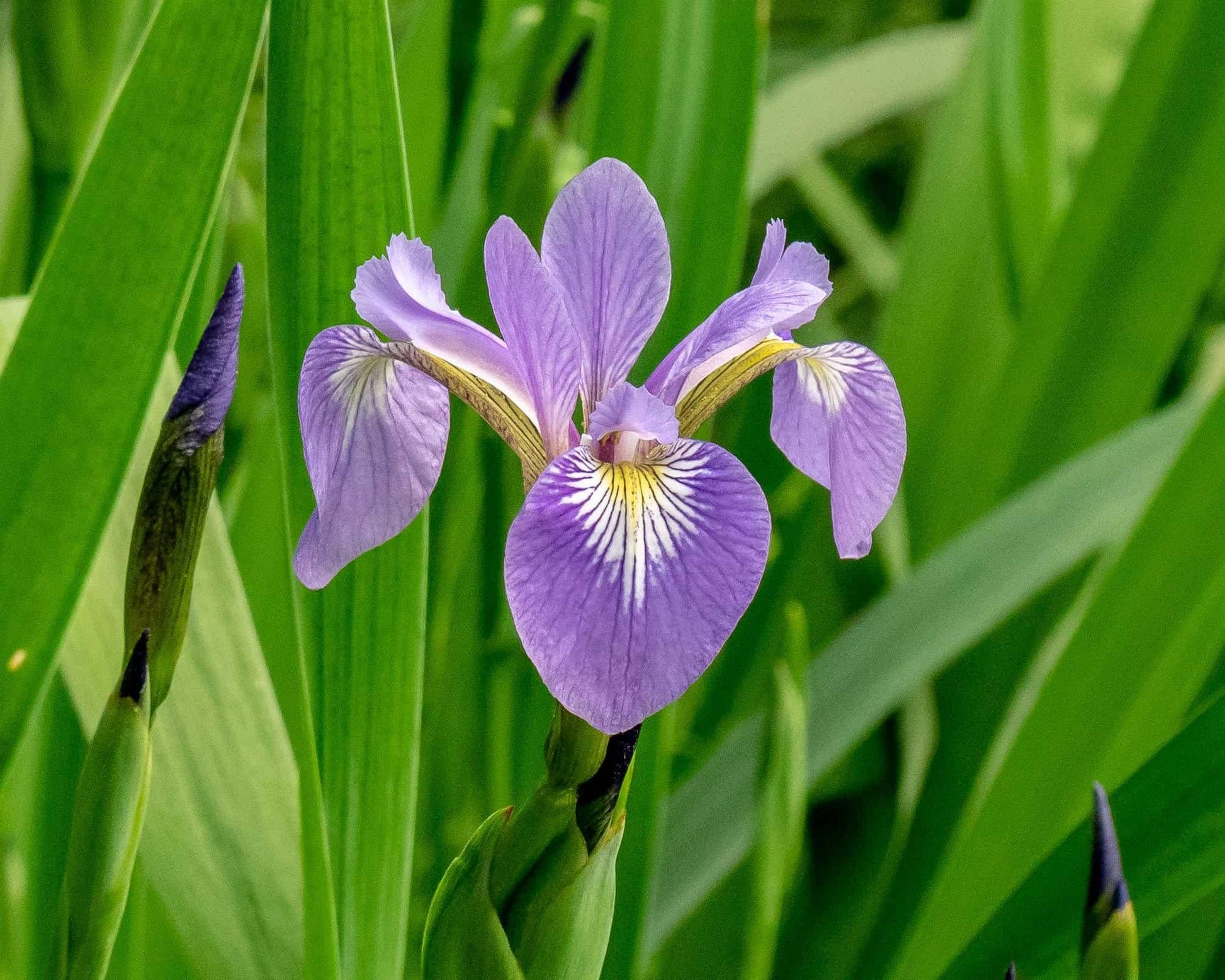 G1053 Iris Versicolor 3 73d7f31e 7b6e 4c42 B00b 8207f5b27af5 from www redcrocus com
