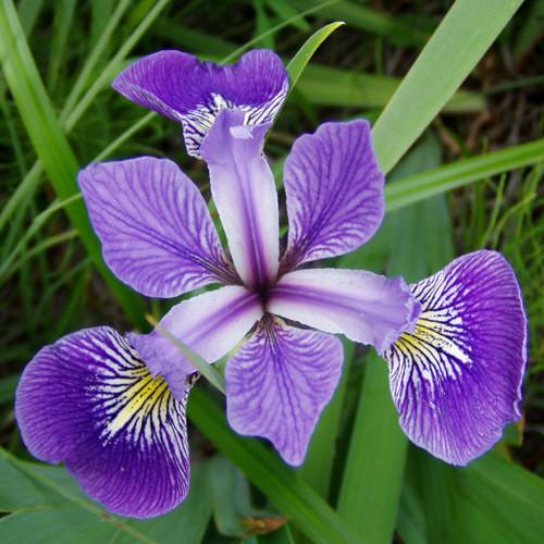 G1053 Iris Versicolor - View 6 from www redcrocus com