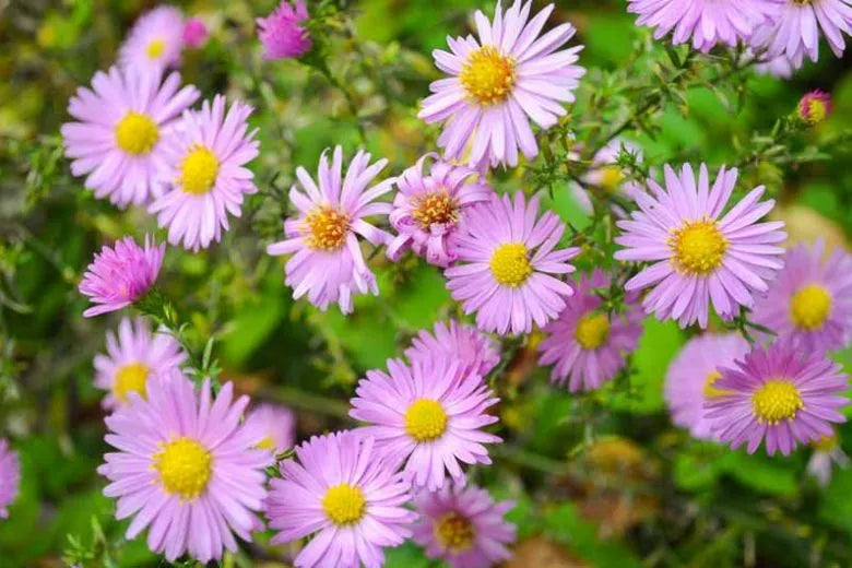 G1090 Aster Novi Belgii 'wood's Pink' - View 11 from www redcrocus com