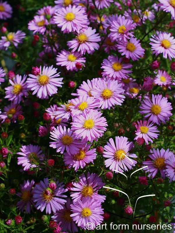 G1090 Aster Novi Belgii 'wood's Pink' - View 20 from www redcrocus com