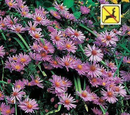G1090 Aster Novi Belgii 'wood's Pink' - View 22 from www redcrocus com
