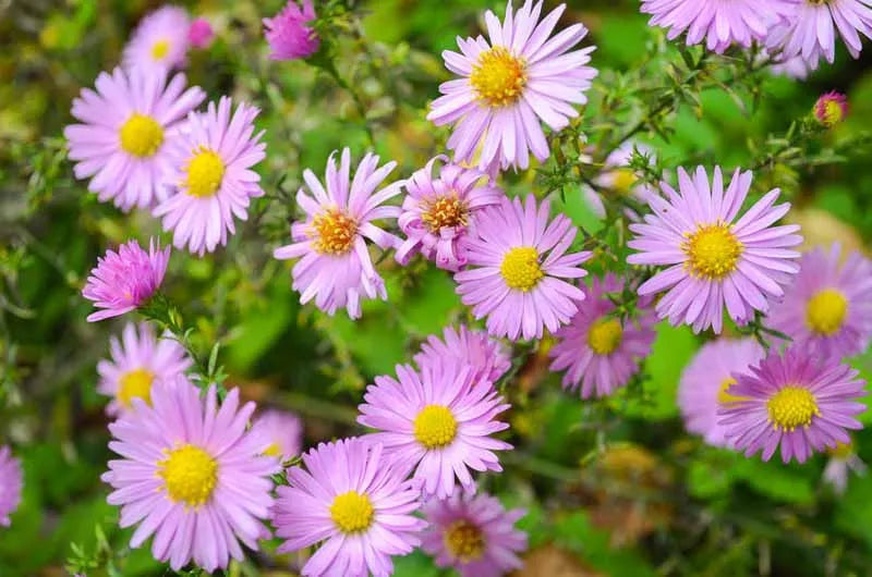 G1090 Aster Novi Belgii 'wood's Pink' - View 3 from www redcrocus com