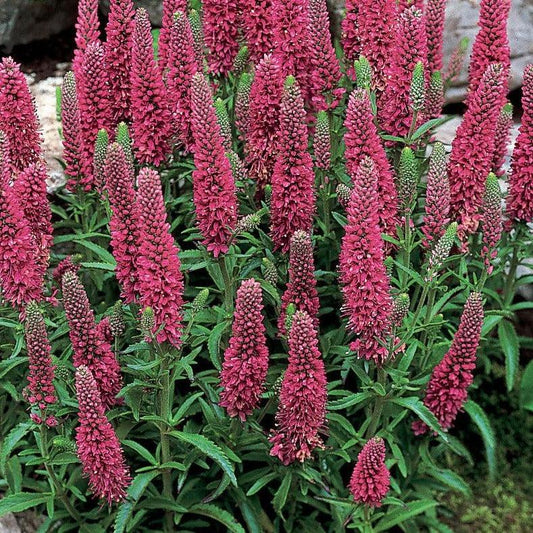 G1110 Veronica Spicata Giles Van Hees 10 Edae6fa5 Ee4f 40c2 8371 Ad44e67f0ba5 from www redcrocus com
