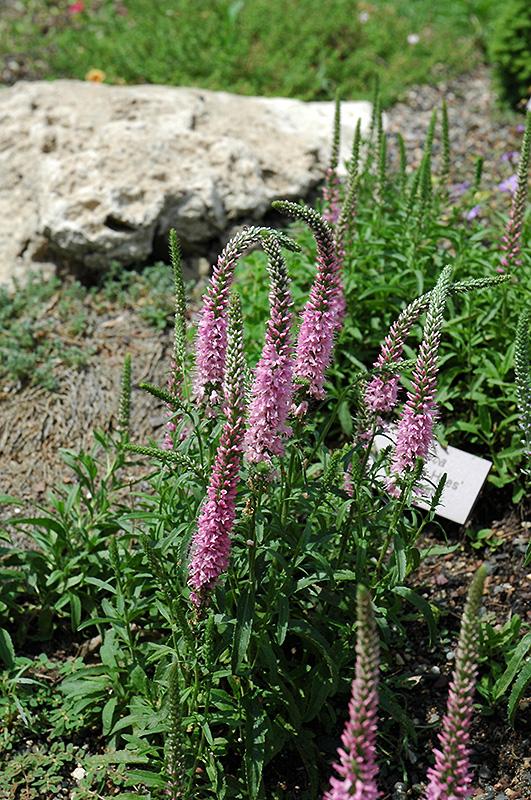 G1110 Veronica Spicata Giles Van Hees 11 6141379b 1d0a 48ba Acf8 06cb53c681f9 from www redcrocus com