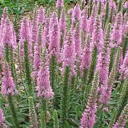 G1110 Veronica Spicata Giles Van Hees 12 D65dc0a2 2cf7 41ec B35c 8976139e123e from www redcrocus com