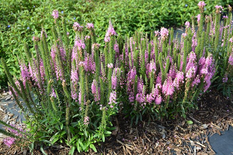 G1110 Veronica Spicata Giles Van Hees 13 0a8ca8f8 F5db 4264 8382 791296e393d7 from www redcrocus com