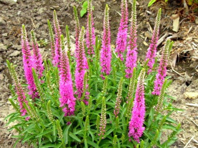 G1110 Veronica Spicata Giles Van Hees 14 3ceed4b6 2401 45c5 993f F5eafd675cb6 from www redcrocus com