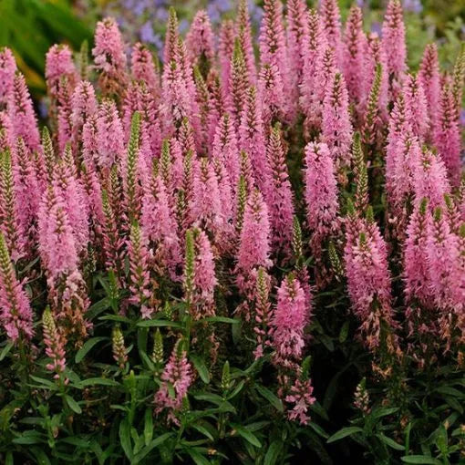 G1110 Veronica Spicata Giles Van Hees 15 Dfd2f1bb 820e 4f02 Af8f B6726ed766bf from www redcrocus com