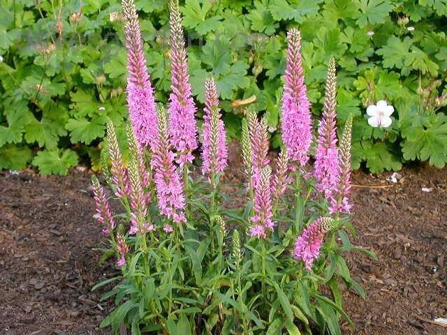 G1110 Veronica Spicata Giles Van Hees 15 975c3103 7fff 41ff 926f 7c93ddb7cfb7 from www redcrocus com