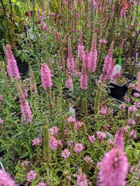 G1110 Veronica Spicata Giles Van Hees 16 8695c579 8593 4ad1 Bc4e Af2e69a4e134 from www redcrocus com