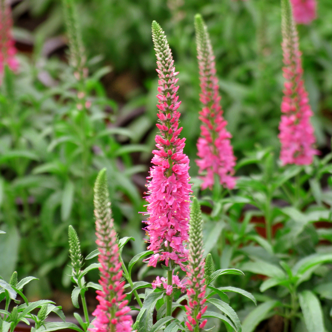 G1110 Veronica Spicata Giles Van Hees 17 F4a8bcb6 C704 452b B05e E31d40c2b581 from www redcrocus com