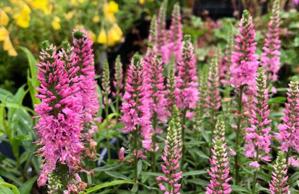 G1110 Veronica Spicata Giles Van Hees 18 9b8b8bb0 68c3 4287 8b11 2040c3e1f477 from www redcrocus com