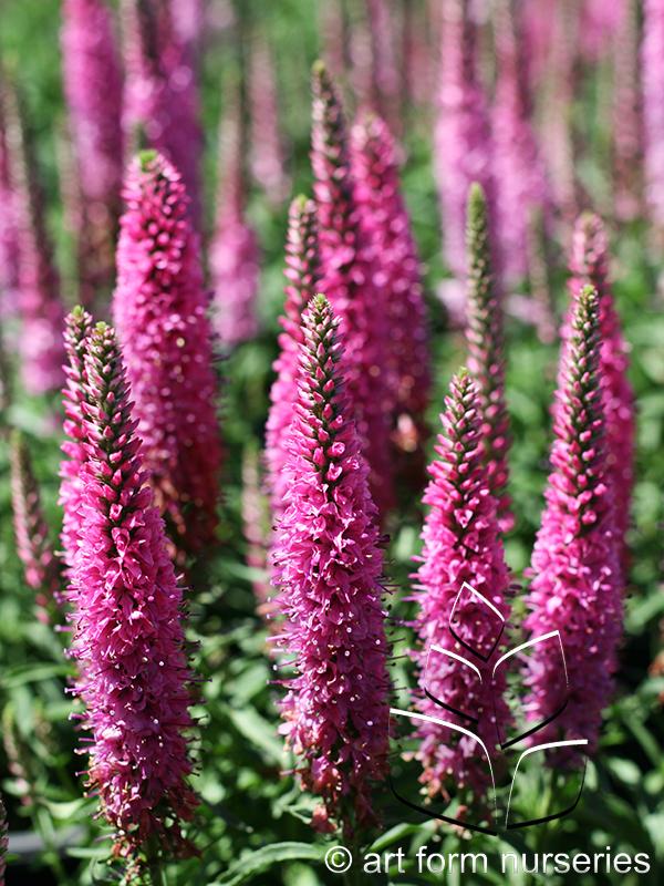 G1110 Veronica Spicata Giles Van Hees 19 Bbba4f36 48ef 4f8b 80fb C9d4ca501b21 from www redcrocus com