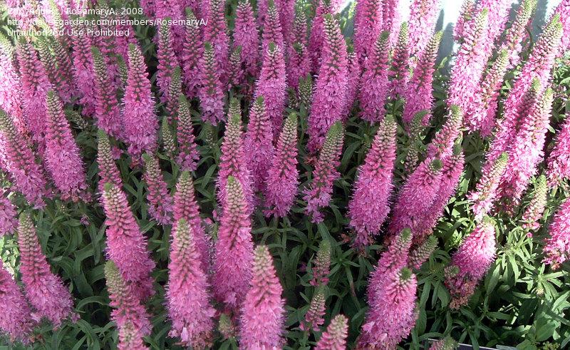 G1110 Veronica Spicata Giles Van Hees 1 6eb8dae3 1bf1 4a75 Afc1 2f09c6909744 from www redcrocus com