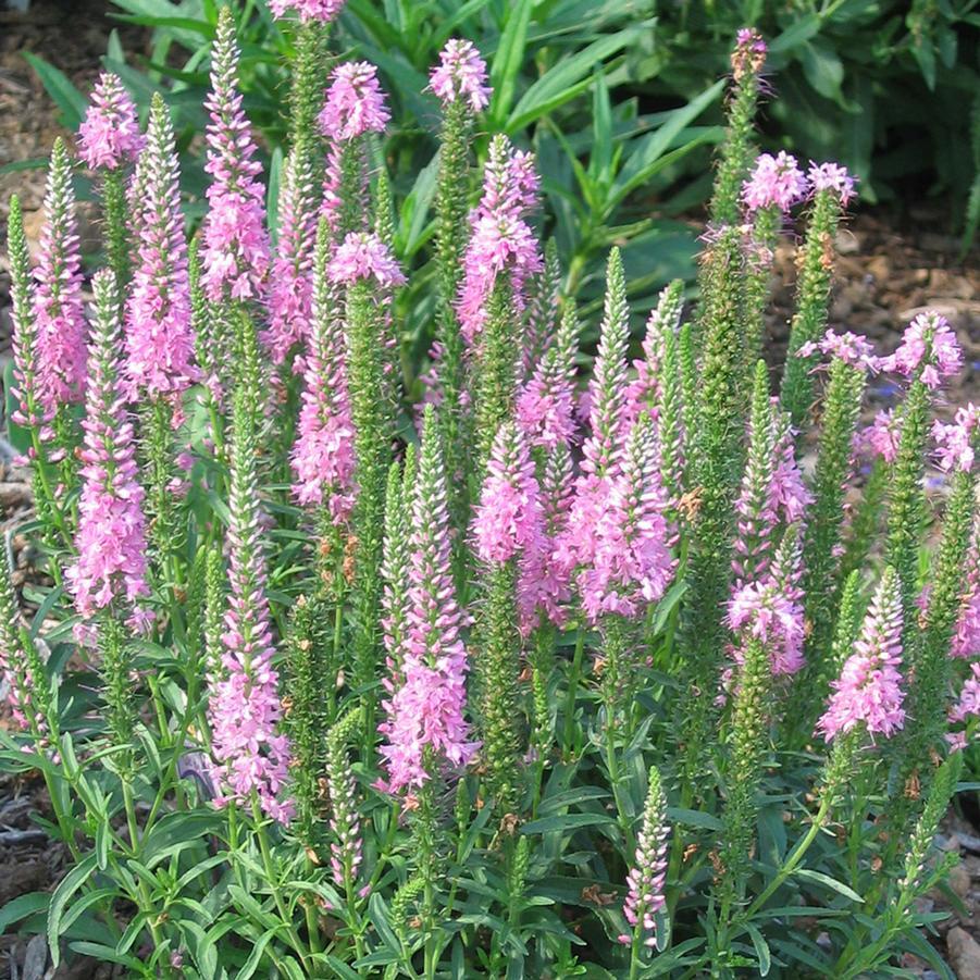 G1110 Veronica Spicata Giles Van Hees 2 6eed8655 Ea5c 4878 A037 2d009e528205 from www redcrocus com