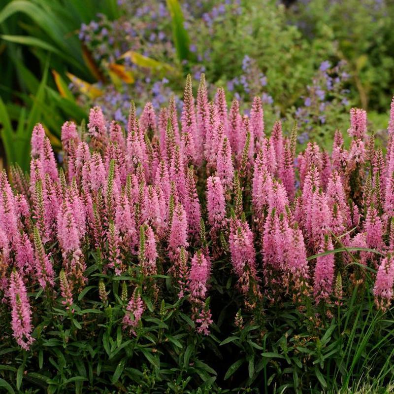 G1110 Veronica Spicata Giles Van Hees 3 67c12c2e 8486 4cdb B27f B1daef11ed32 from www redcrocus com