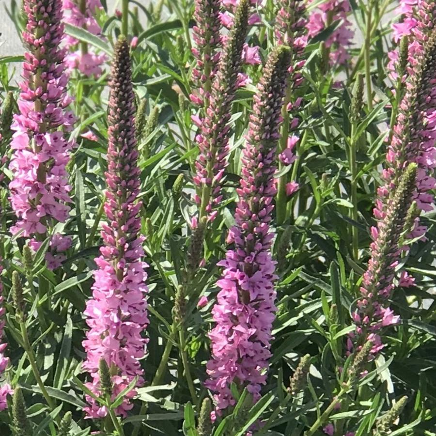 G1110 Veronica Spicata Giles Van Hees 4 A08ccd20 4748 45ef 94f9 F2660001e43b from www redcrocus com