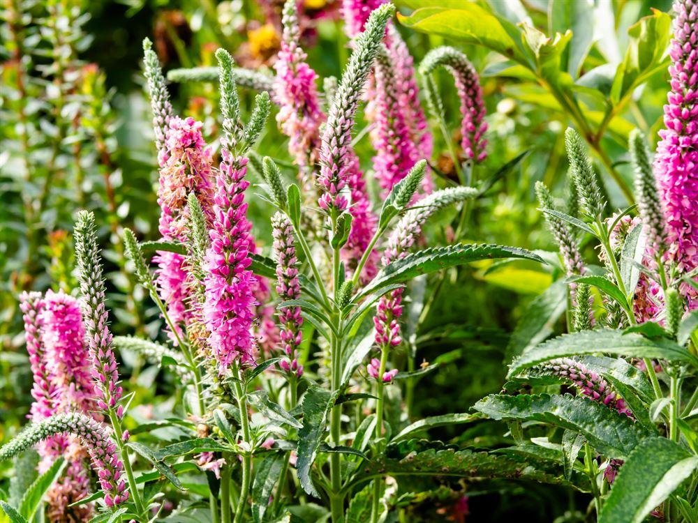 G1110 Veronica Spicata Giles Van Hees 5 986f5761 5f11 4cff 95b0 Bd37446ad6b3 from www redcrocus com