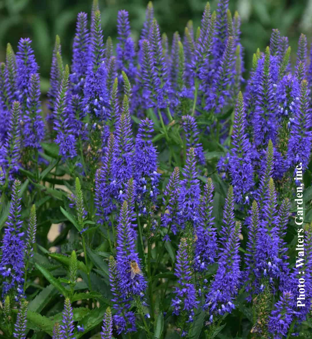 G1110 Veronica Spicata Giles Van Hees 6 601f1447 0d48 495c 9734 A9a69936afbf from www redcrocus com