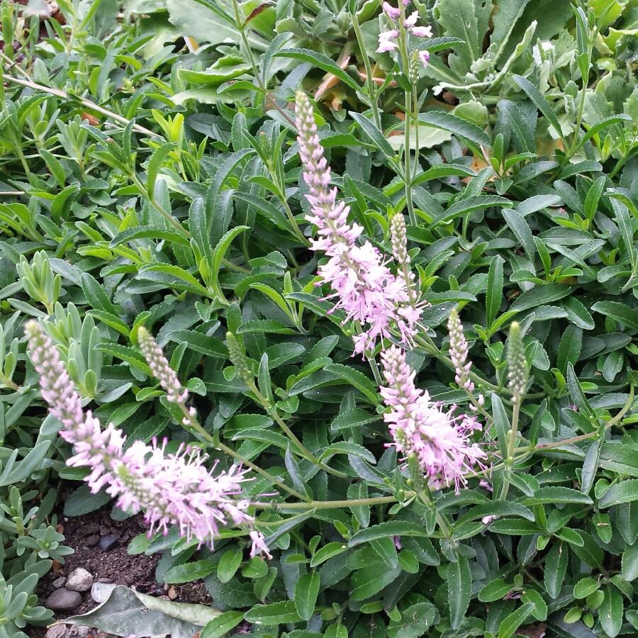 G1110 Veronica Spicata Giles Van Hees 7 899e8f13 427e 44ff A1e2 3a36854a1a2c from www redcrocus com