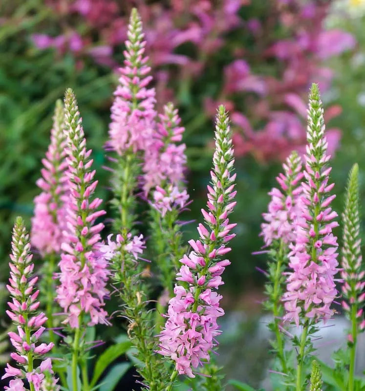 G1110 Veronica Spicata Giles Van Hees 7 Bf6e8b0d 2687 496f B9bd 1e21115a63f8 from www redcrocus com