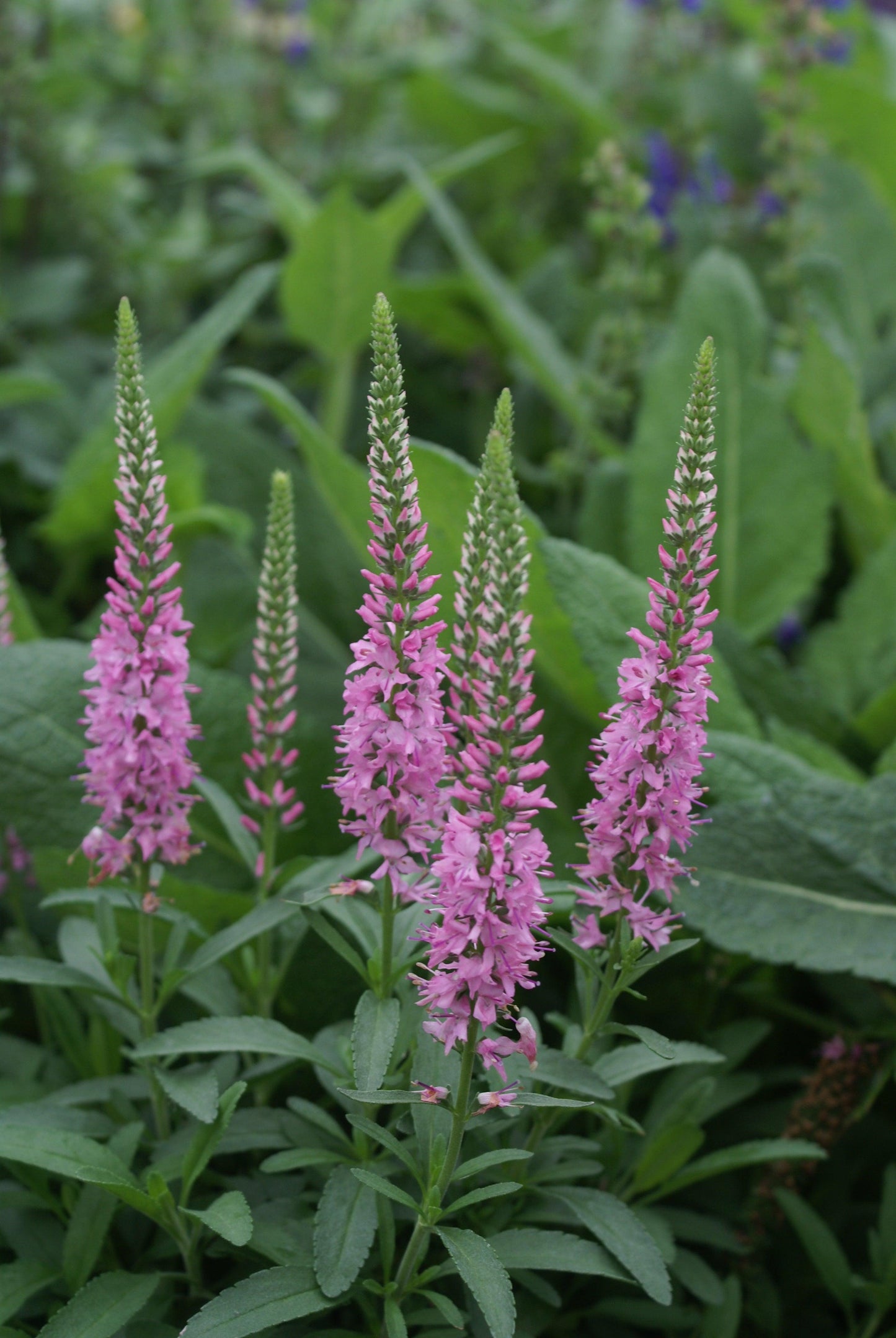 G1110 Veronica Spicata Giles Van Hees 8 19d671f9 2bee 480a 9a7a 985e23c9600c from www redcrocus com