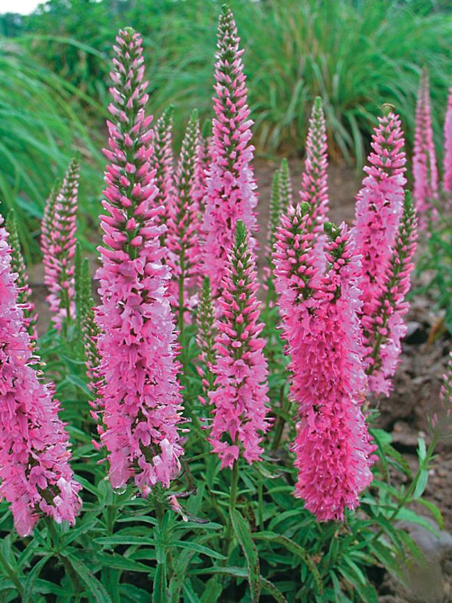 G1110 Veronica Spicata Giles Van Hees 9 B1b30102 D4c8 4827 Aa09 D51680592eb6 from www redcrocus com