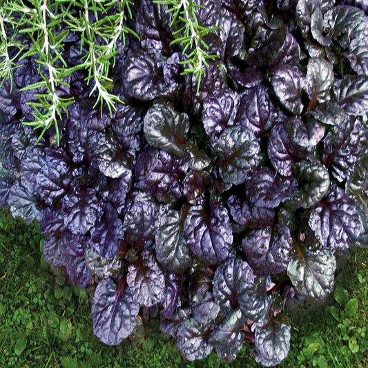 G1120 Ajuga Reptans Black Scallop - View 10 from www redcrocus com
