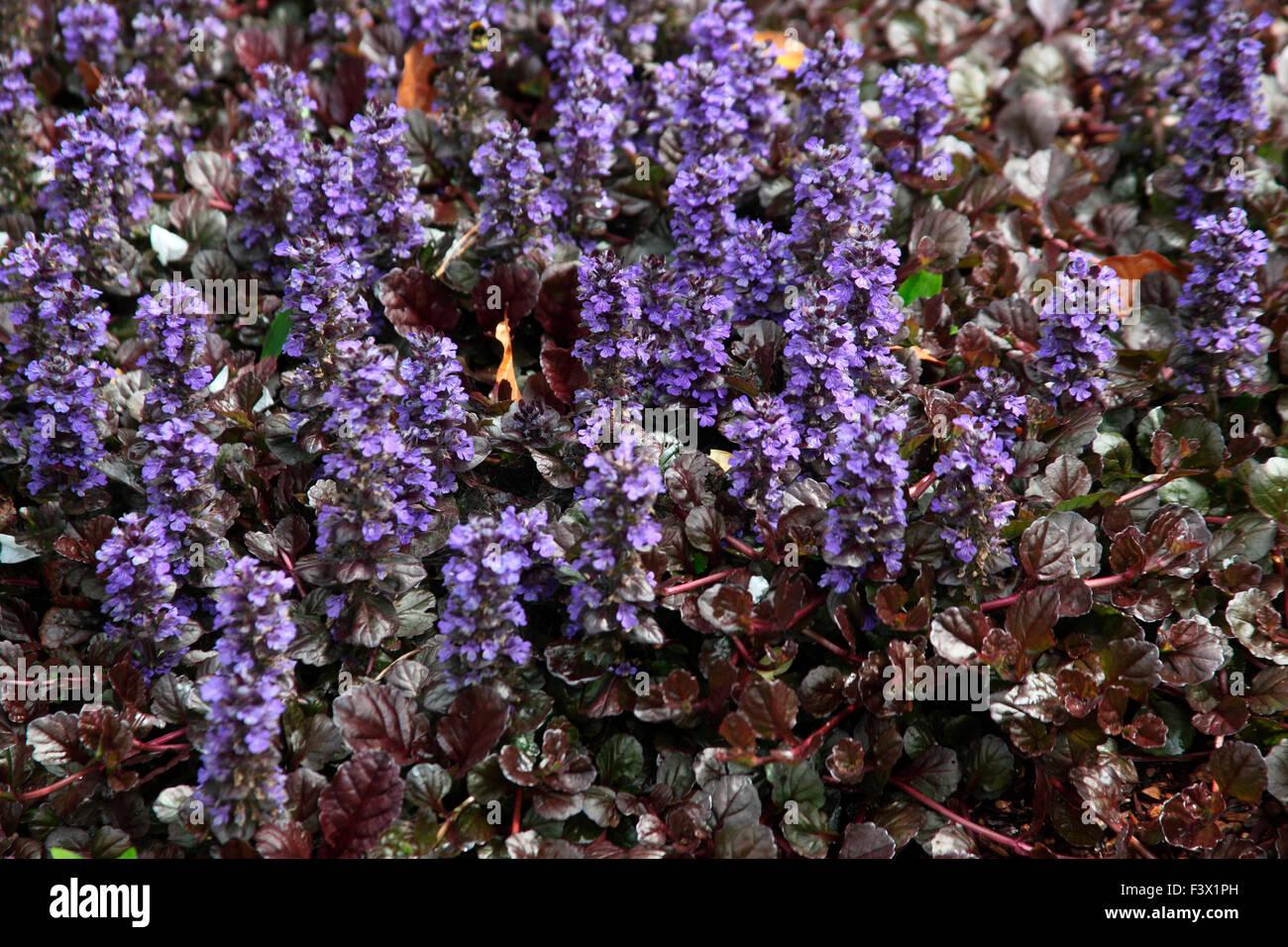 G1120 Ajuga Reptans Black Scallop - View 11 from www redcrocus com