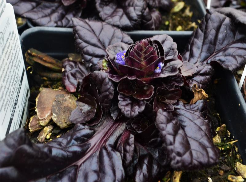 G1120 Ajuga Reptans Black Scallop - View 12 from www redcrocus com