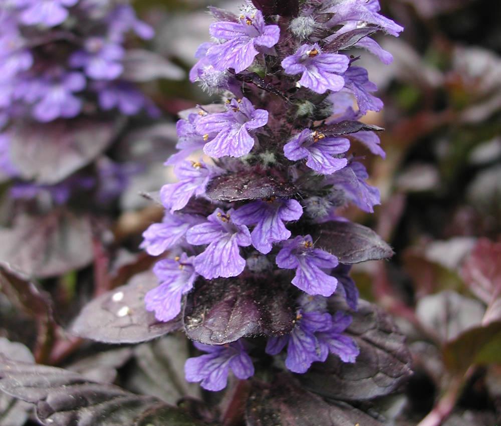 G1120 Ajuga Reptans Black Scallop 13 63506604 46d9 4c53 82f2 663ec8367952 from www redcrocus com