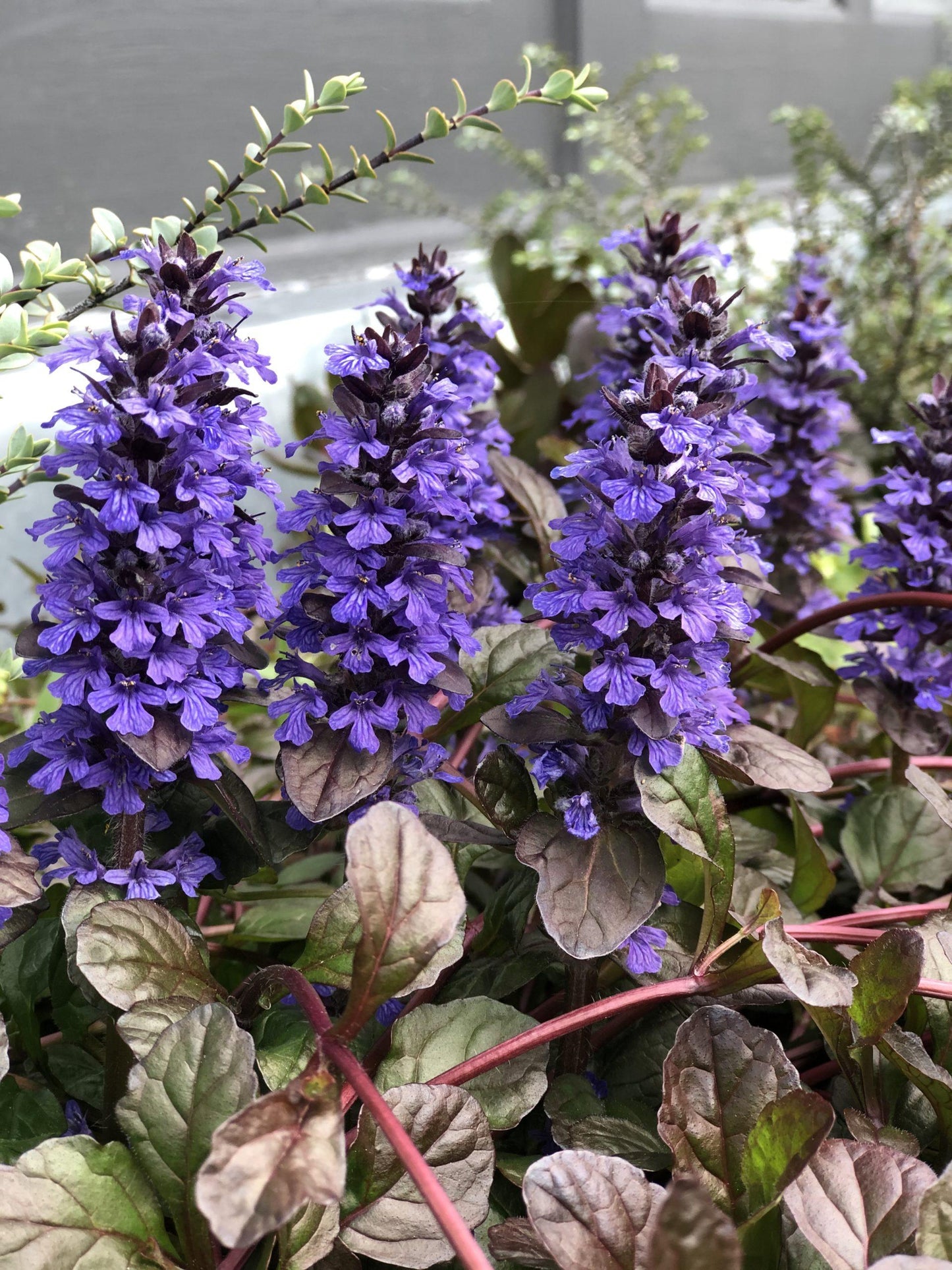 G1120 Ajuga Reptans Black Scallop - View 16 from www redcrocus com