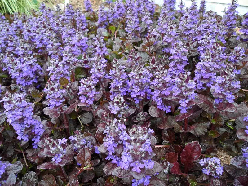 G1120 Ajuga Reptans Black Scallop - View 17 from www redcrocus com