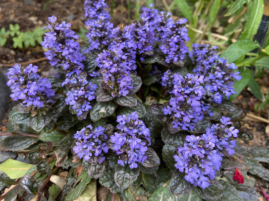 G1120 Ajuga Reptans Black Scallop 1 51649dc7 B078 4e60 B027 F5709559c2af from www redcrocus com