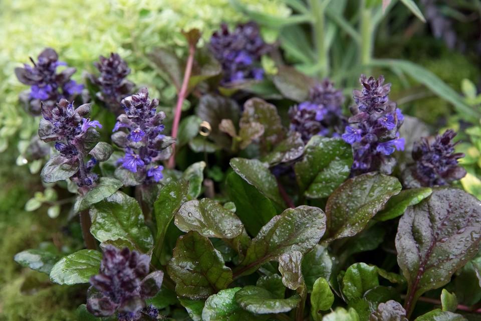 G1120 Ajuga Reptans Black Scallop - View 2 from www redcrocus com
