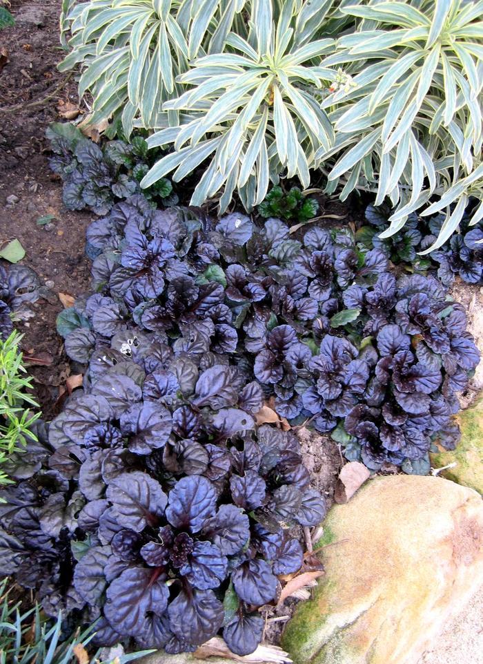 G1120 Ajuga Reptans Black Scallop - View 3 from www redcrocus com