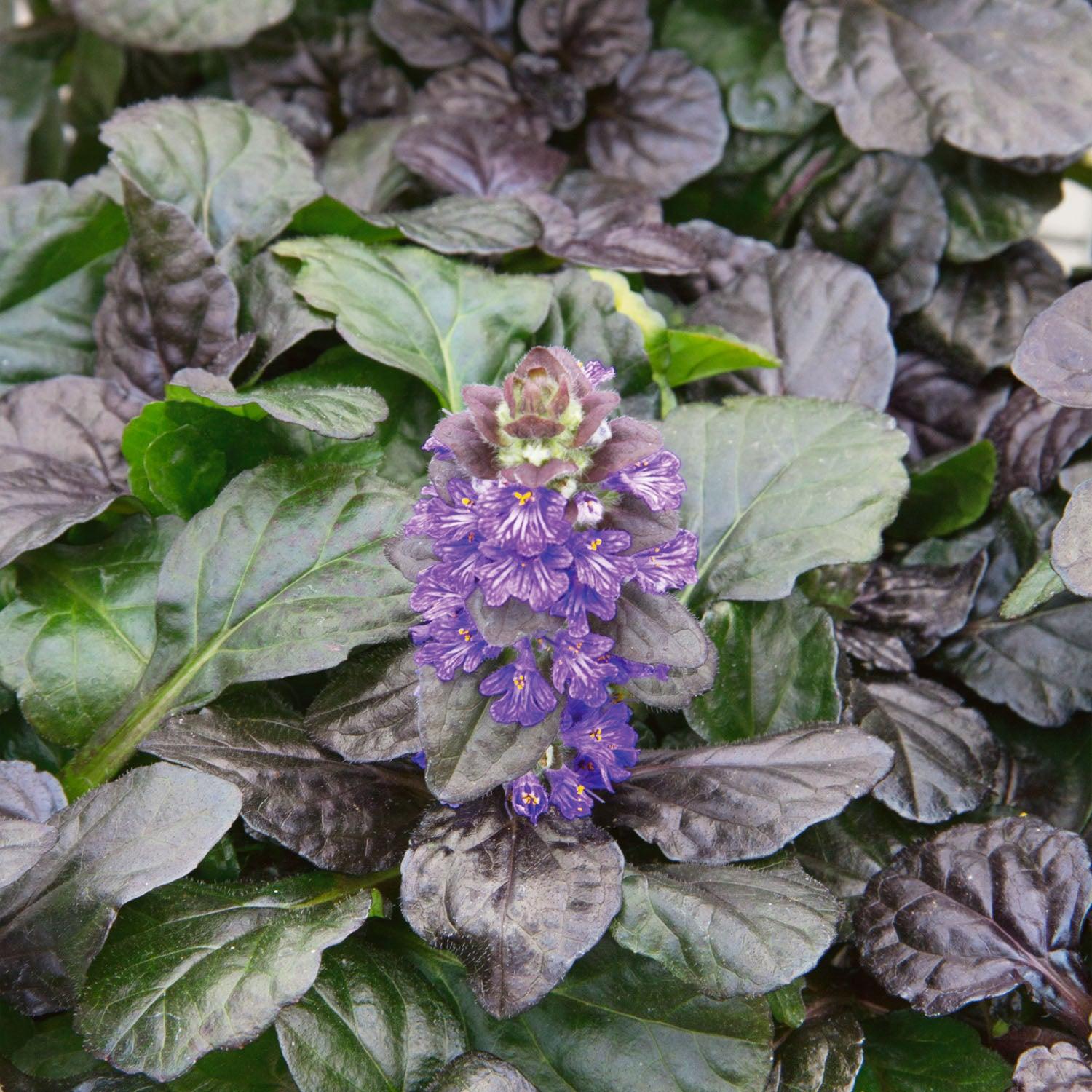 G1120 Ajuga Reptans Black Scallop - View 4 from www redcrocus com