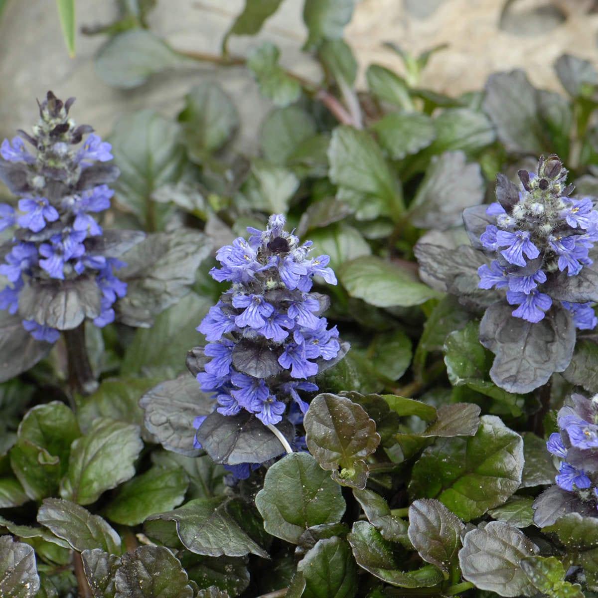 G1120 Ajuga Reptans Black Scallop - View 5 from www redcrocus com