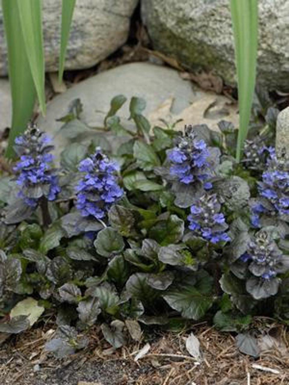G1120 Ajuga Reptans Black Scallop - View 6 from www redcrocus com