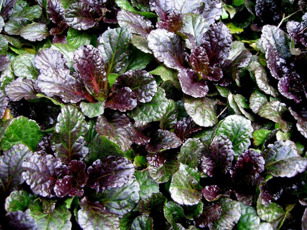 G1120 Ajuga Reptans Black Scallop - View 8 from www redcrocus com