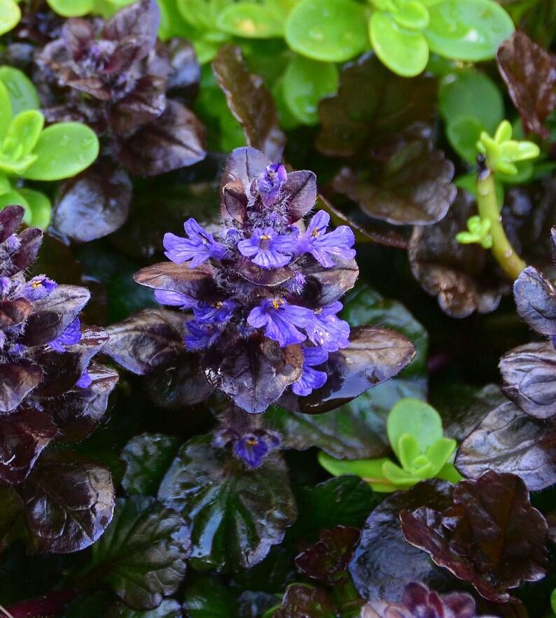 G1120 Ajuga Reptans Black Scallop - View 9 from www redcrocus com