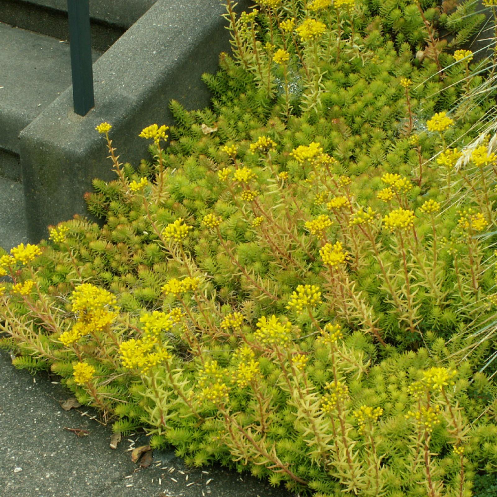 G1135 Sedum Rupestre Angelina - View 14 from www redcrocus com