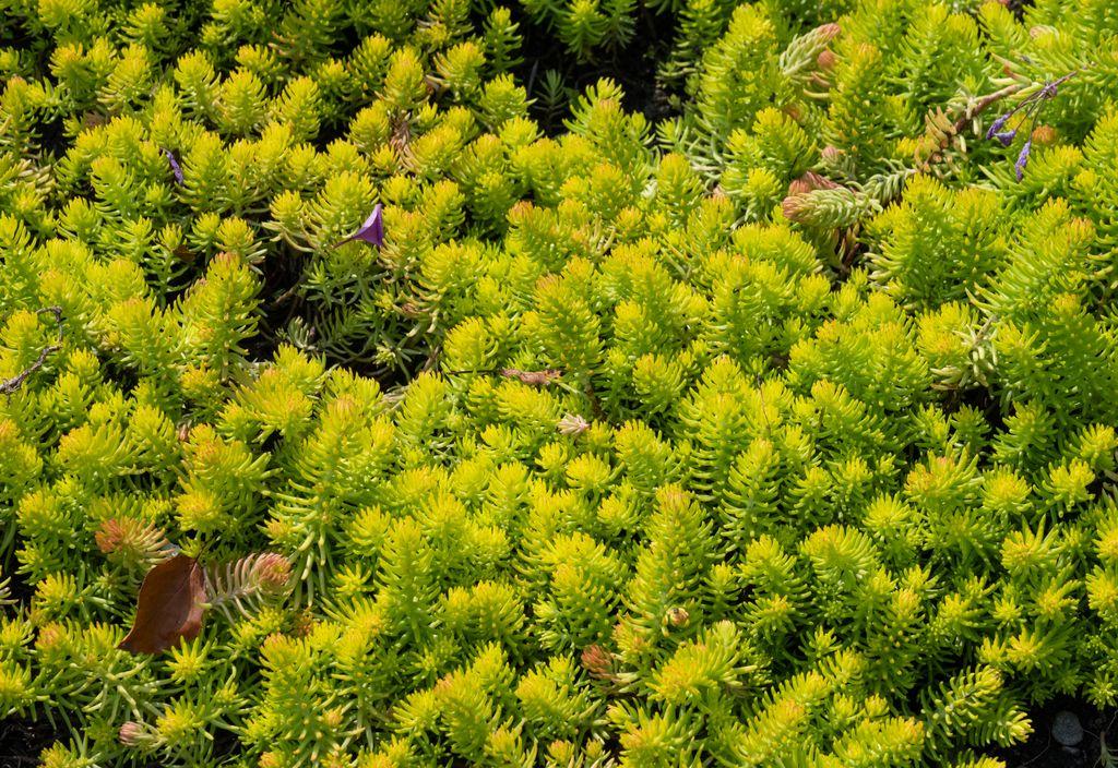 G1135 Sedum Rupestre 'angelina' - View 12 from www redcrocus com