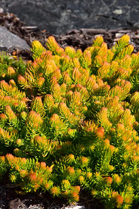G1135 Sedum Rupestre 'angelina' - View 20 from www redcrocus com