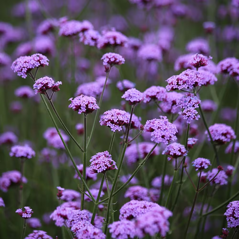 G1136 Verbena Bonariensis 10 8ed689b9 29b2 4d91 816c E0fc64ec3e42 from www redcrocus com