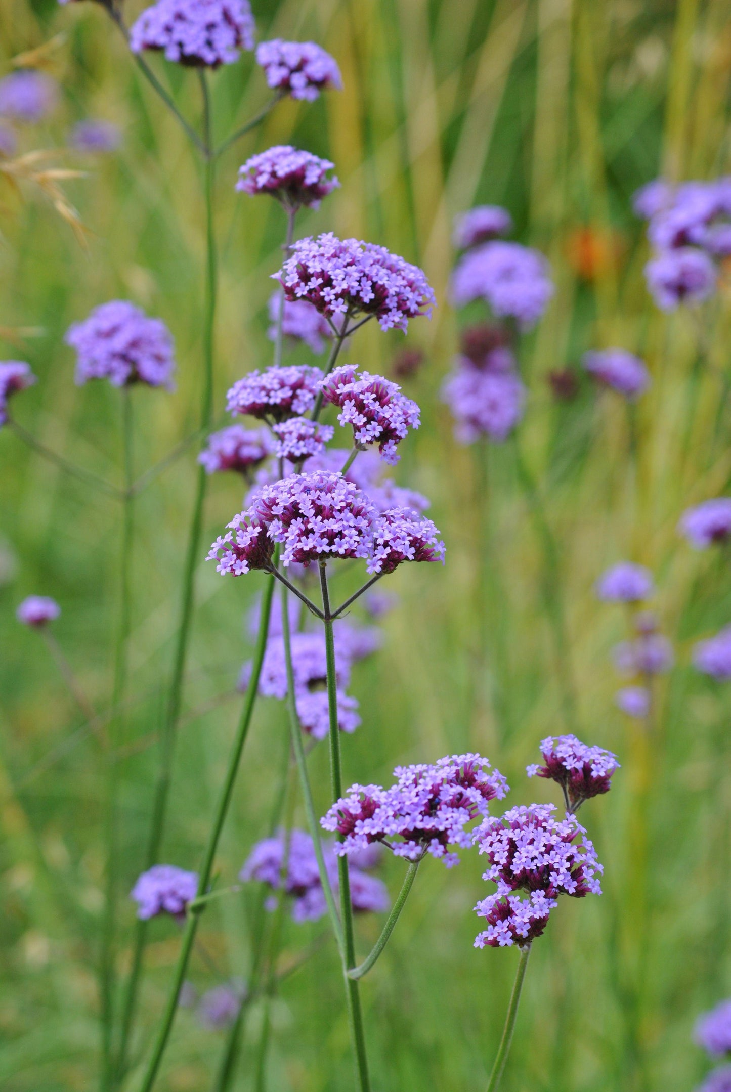 G1136 Verbena Bonariensis 10 0e9df1de 3988 4711 A0a1 B288cae33287 from www redcrocus com