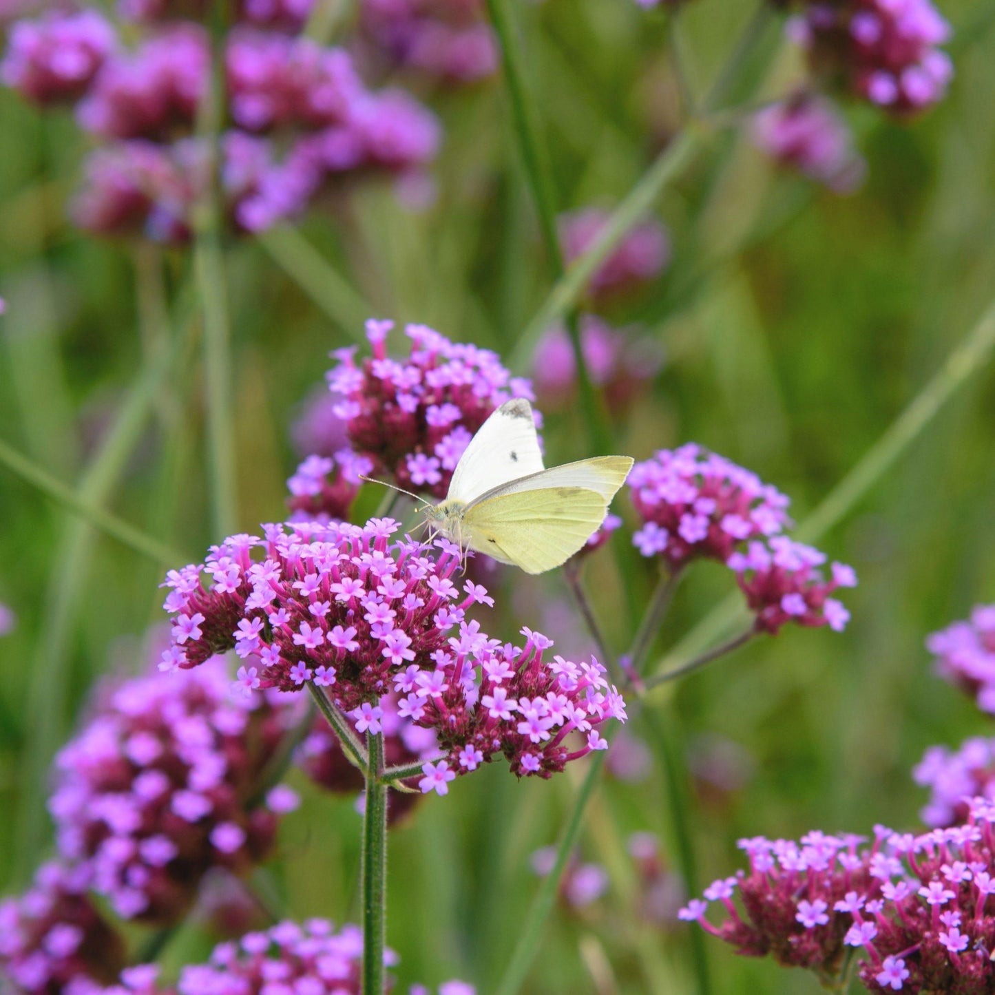G1136 Verbena Bonariensis 11 B4ca53e7 D321 4973 B232 712fe6d0094b from www redcrocus com