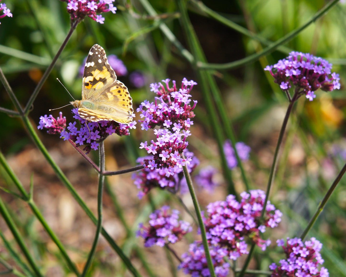 G1136 Verbena Bonariensis 12 7376db45 B027 4059 95e0 7742eff2d426 from www redcrocus com