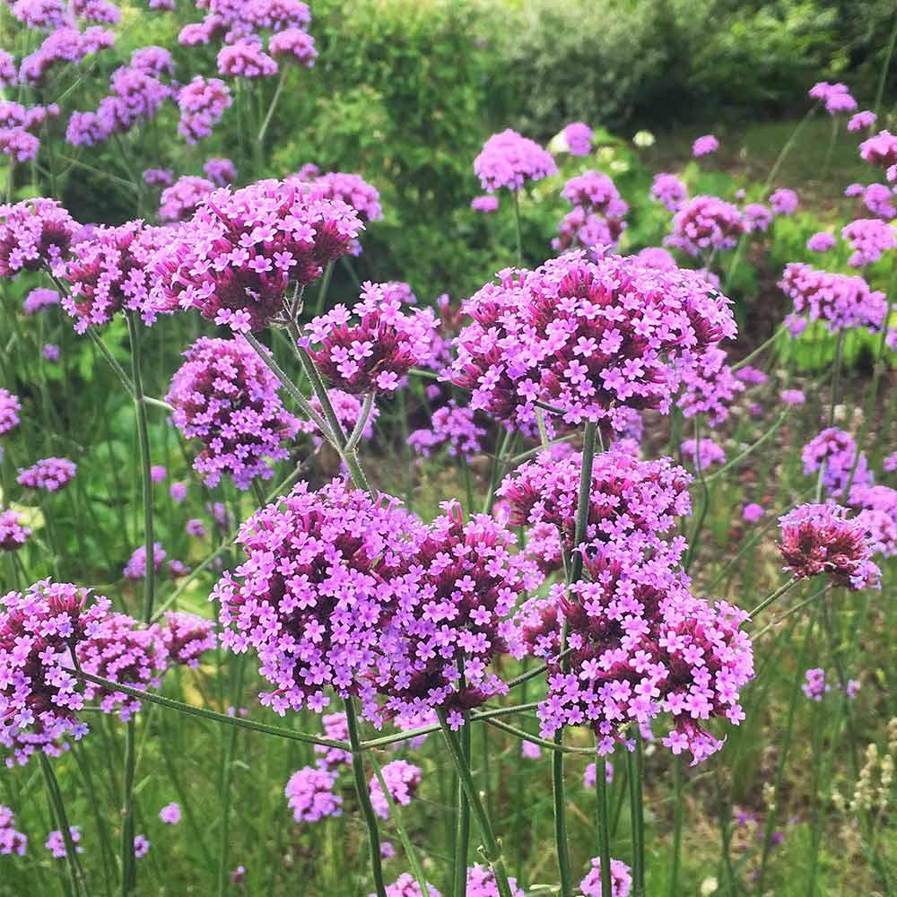 G1136 Verbena Bonariensis 13 76e1c6ac Dd2c 487f 8a28 Af102e488450 from www redcrocus com