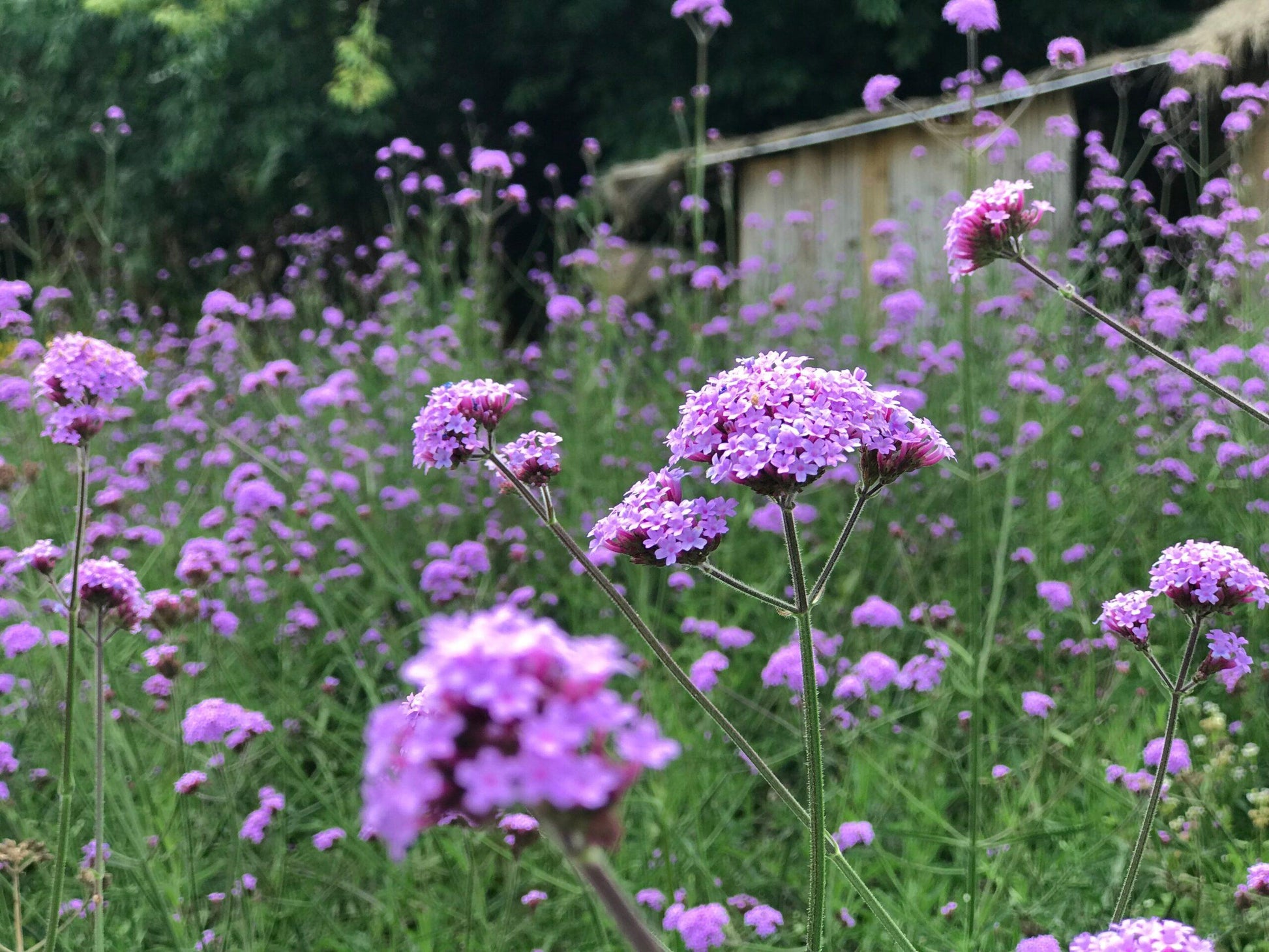 G1136 Verbena Bonariensis 14 B9b6bbbb 3338 42d4 81e5 B57c3f6b6c32 from www redcrocus com